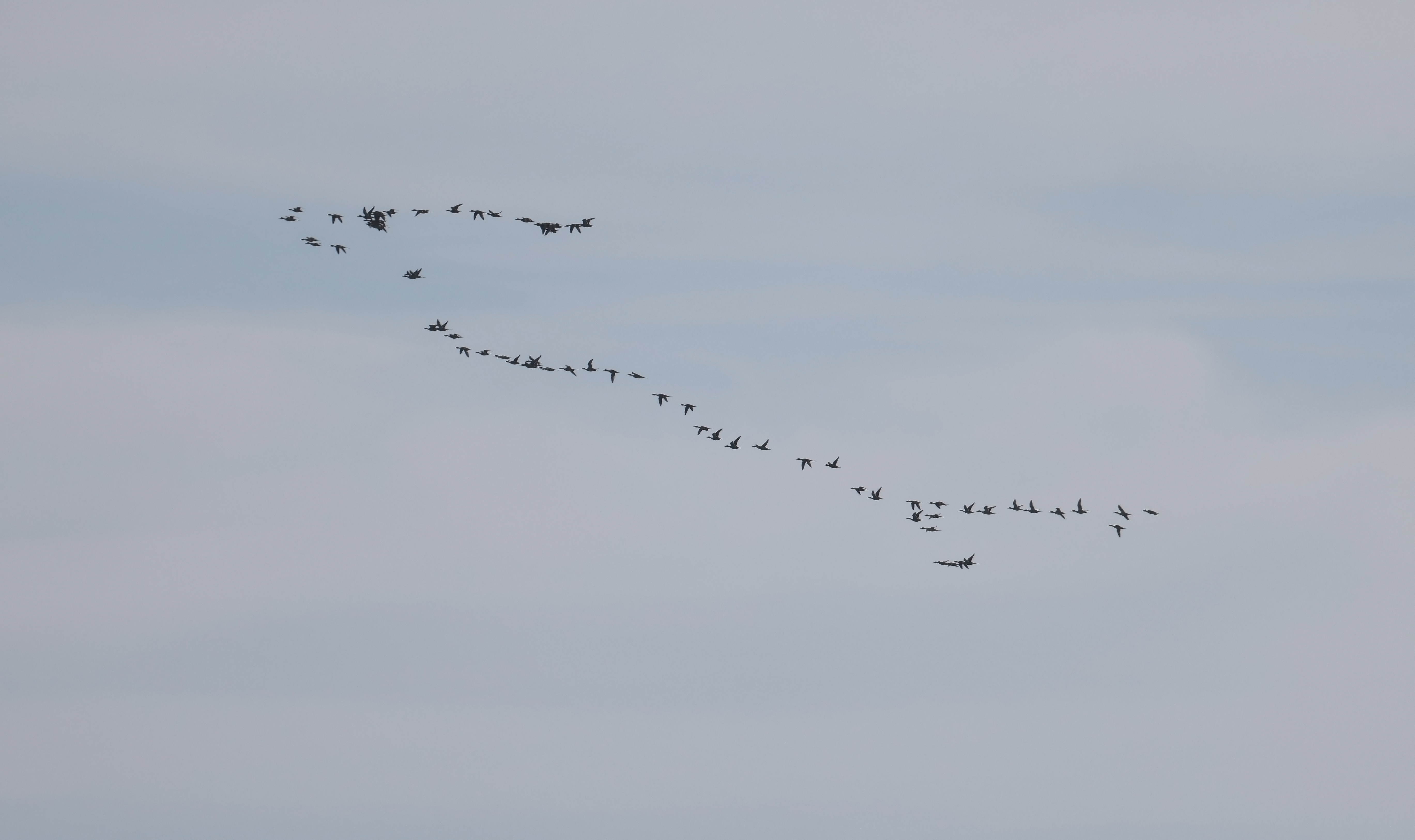 Pintails_-_Martin_Casemore